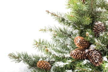 Fir Tree Branch With Cones and Snow