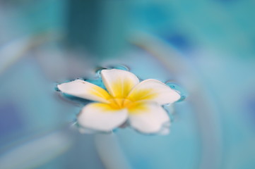 Frangipani tropical flower in swimming pool, Plumeria flowers fresh, Plumeria (frangipani), in close-up. Glorious white and golden tropical flower.