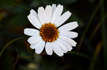 Obraz premium Beautiful white marguaret flower close up