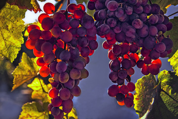 Just grape