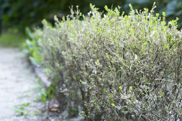 
Raupe des Buchsbaumzünslers (Cydalima perspectalis), ćma bukszpanowa