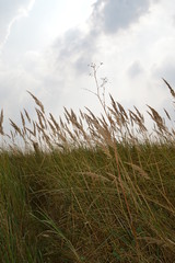Blühendes Weidegras im Wind (Nahaufnahme