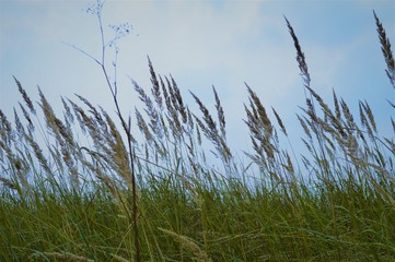 Blühendes Weidegras im Wind (Nahaufnahme