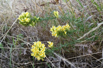 Echtes Leinkraut / Kleines L&ouml;wenm&auml;ulchen (Linaria vulgaris)