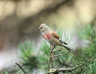  colorful bird sitting on a branch, Linaria cannabina bird, Poland