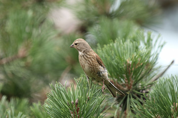  colorful bird sitting on a branch, Linaria cannabina bird, Poland