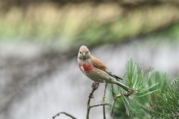  colorful bird sitting on a branch, Linaria cannabina bird ,Poland