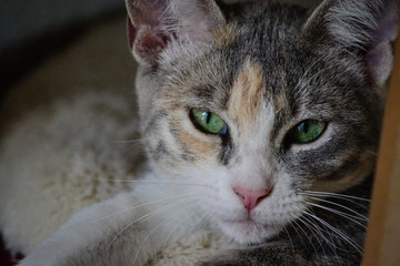 Fototapeta premium portrait of cat close up