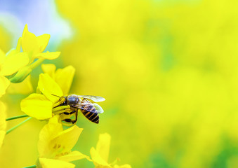Bees have been parked on canola flowers to collect honey in the rapeseed in the spring, close-up