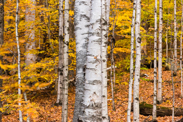 Paper Birch Autumn