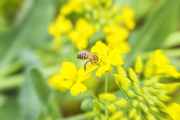 Bees have been parked on canola flowers to collect honey in the rapeseed in the spring, close-up