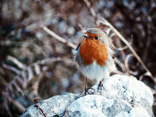Robin