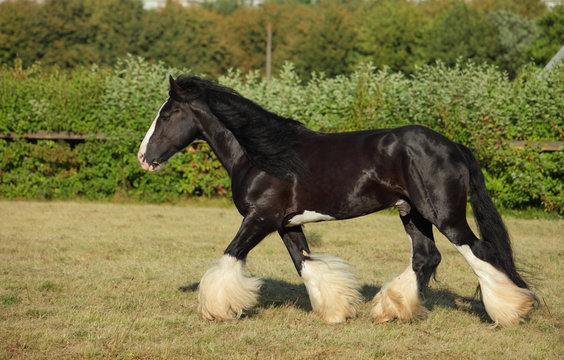 Shire Draft Horse stallion runs on the meadow in evening down 