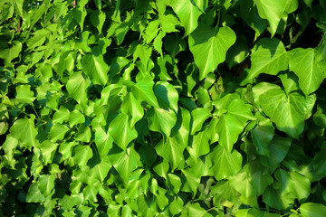 Fototapeta na wymiar Many green leafs of ivy cover a wall