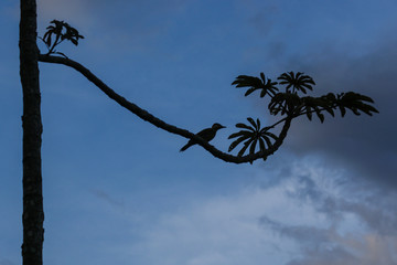 Silhueta do pássaro no alto da árvore - Paisagens Serra da Canastra em Minas Gerais