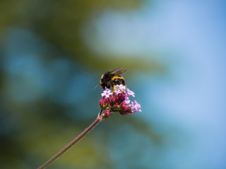 Bee on Flower