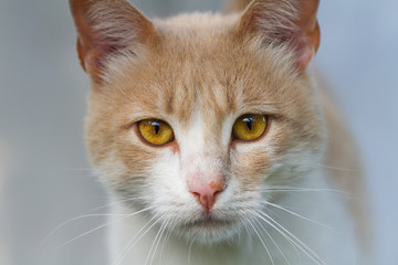 Portrait of a red-haired and white homeless cat. Closeup, selective focus