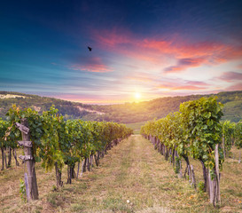 Fototapeta premium Extra wide panoramic shot of a summer vineyard shot at sunset