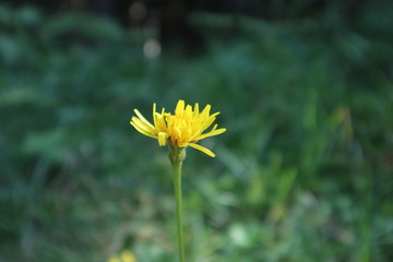 Gelbe Blume auf einer Wiese