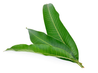 Fototapeta premium Mango leaves on a white background
