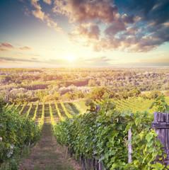 Extra wide panoramic shot of a summer vineyard shot at sunset