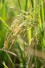 rice field in Thailand