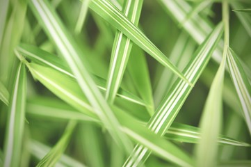 leaves in the tropical forest,Texture of green leaves, leaf in Forest. Garden and Green wall. Green abstract background.