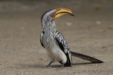 Hornbill in Kenya