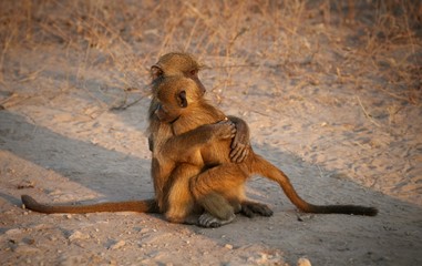 Baboons hugging in Botswana