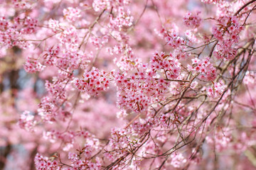 Wild Himalayan Cherry Blossoms in spring season (Prunus cerasoides), Sakura in Thailand, selective focus