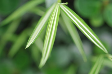 leaves in the tropical forest,Texture of green leaves, leaf in Forest. Garden and Green wall. Green abstract background.