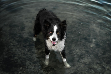 Border collie dog stands in the water with a funny face