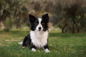 Border Collie dog beautiful portrait walk in sunny park at dawn