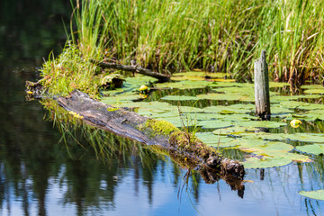Nature in a beaver pond