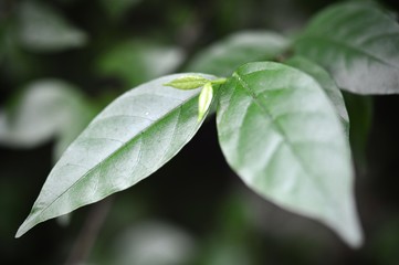 leaves in the tropical forest,Texture of green leaves, leaf in Forest. Garden and Green wall. Green abstract background.