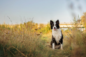 Naklejka na ściany i meble border collie dog beautiful sunny summer portrait walk in a beautiful flower field at dawn
