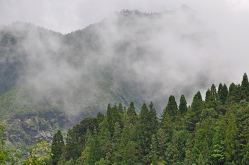 Forests and fogs in the mountains in Taiwan
