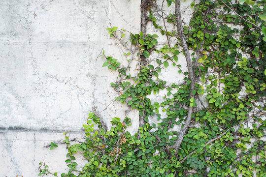 climbing green ivy on the weathered white wall with copy space © Laddawan