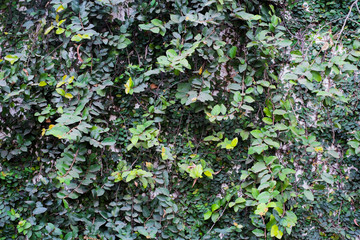 climbing green ivy on the weathered white wall