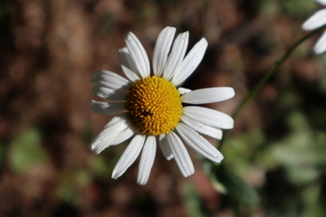 Strau&szlig;bl&uuml;tige Wucherblume