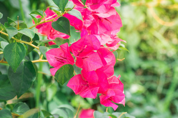 Bougainvillea flower