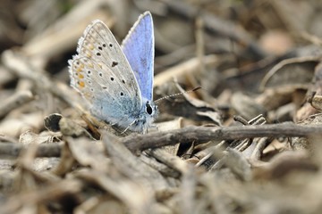 Common Blue - Polyommatus icarus, Greece 