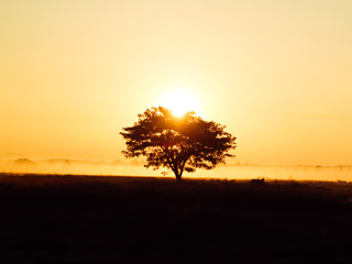  silhouette of Lonely tree at sunrise with mist as background