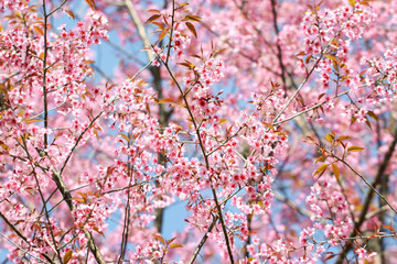 Wild Himalayan Cherry Blossoms in spring season (Prunus cerasoides), Sakura in Thailand, selective focus, Phu Lom Lo, Loei, Thailand.