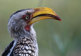 Hornbill side portrait
