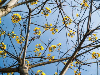 Yellow silk cotton tree flowers