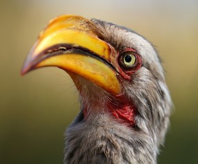 Hornbill portrait