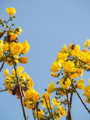 Yellow silk cotton tree flowers