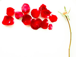 Combination of red rose petals into flower form--conceptual