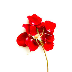Combination of red rose petals into flower form--conceptual